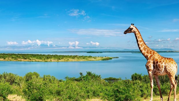 Giraffe at The Nile River Side Africa Wallpaper.