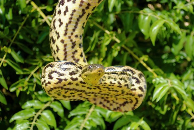 Green Leaf With Anaconda.