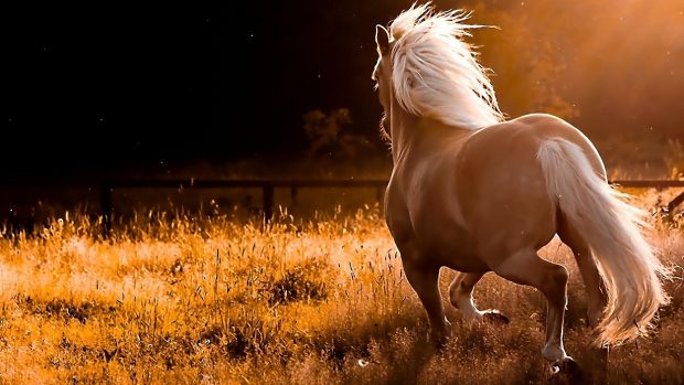 HD Horse Free Wallpapers.