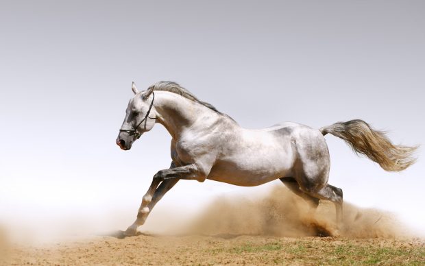 HD free horse wallpapers.