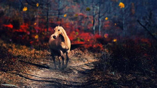 Horse Backgrounds.