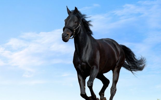 Horse Backgrounds Download.