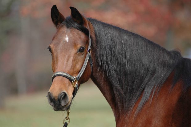 Horse Backgrounds Free.