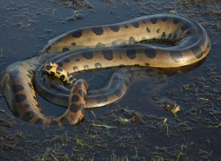 Image of Anaconda.