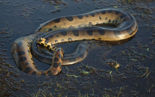 Image of Anaconda.