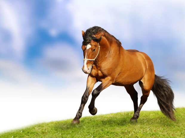 Images HD Horse Download.