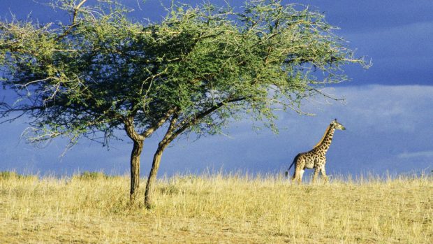 Lone Giraffe on The Serengeti Africa Wallpaper.