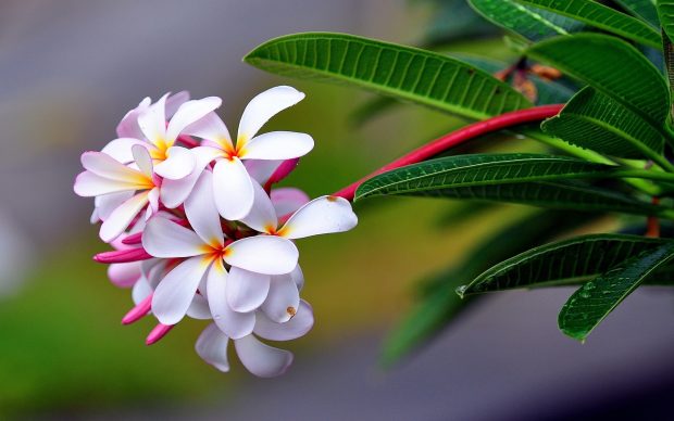 Plumeria flowers macro Backgrounds Desktop Nature 1920x1200.