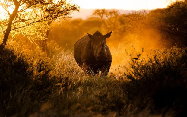 Rhino Africa Wallpaper.