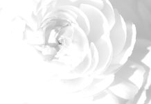 Rose All White Background.