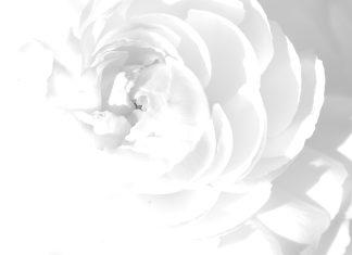 Rose All White Background.