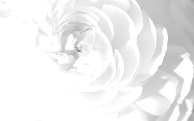 Rose All White Background.