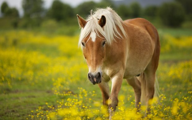 Wallpapers HD Horse.