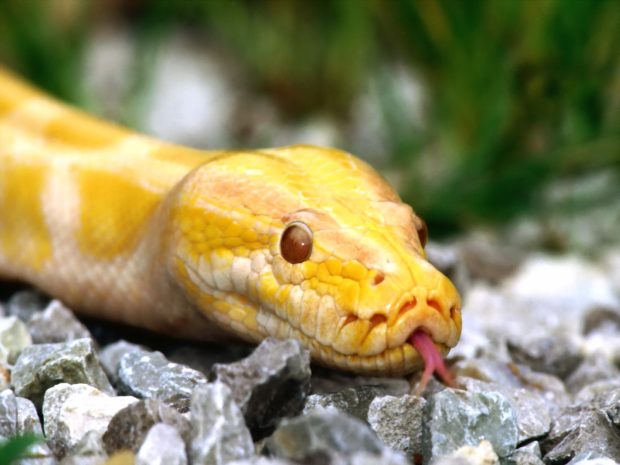 Yellow Anaconda Image.