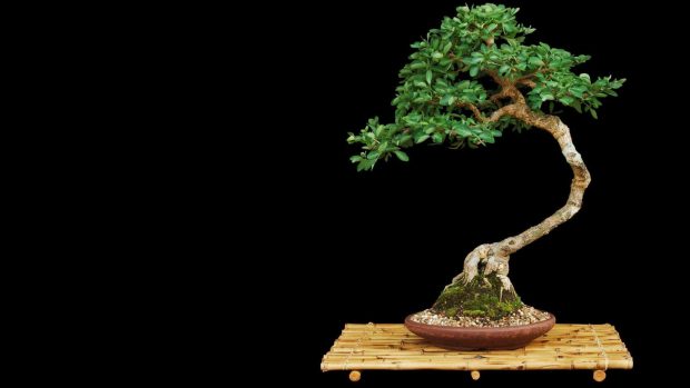 1920x1080 Bonsai Tree Hi Res.