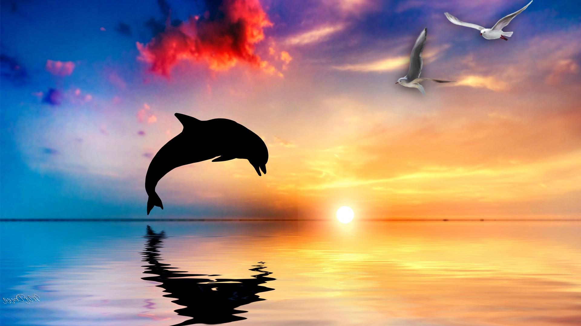 Free Dolphin Backgrounds 