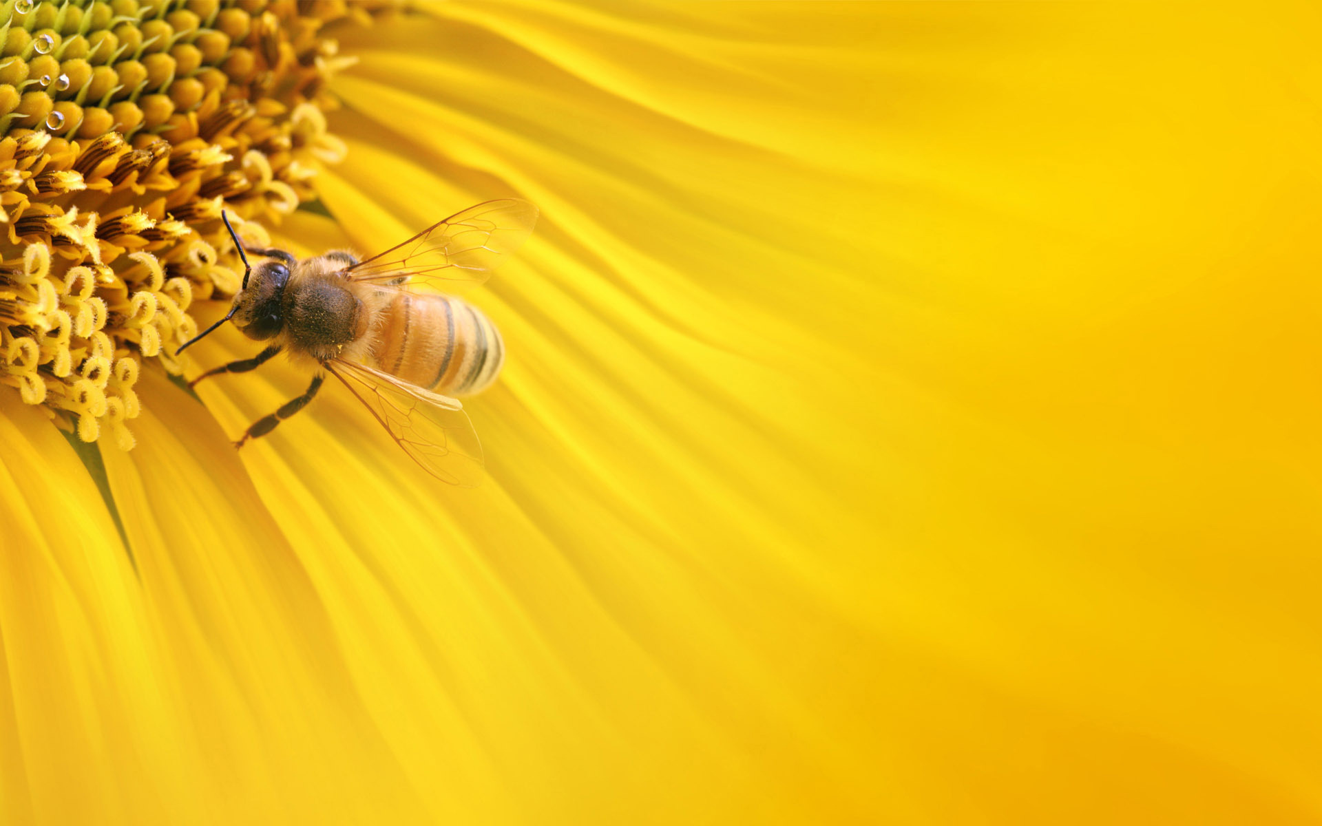 100 Bee Pictures  Download Free Images  Stock Photos on Unsplash