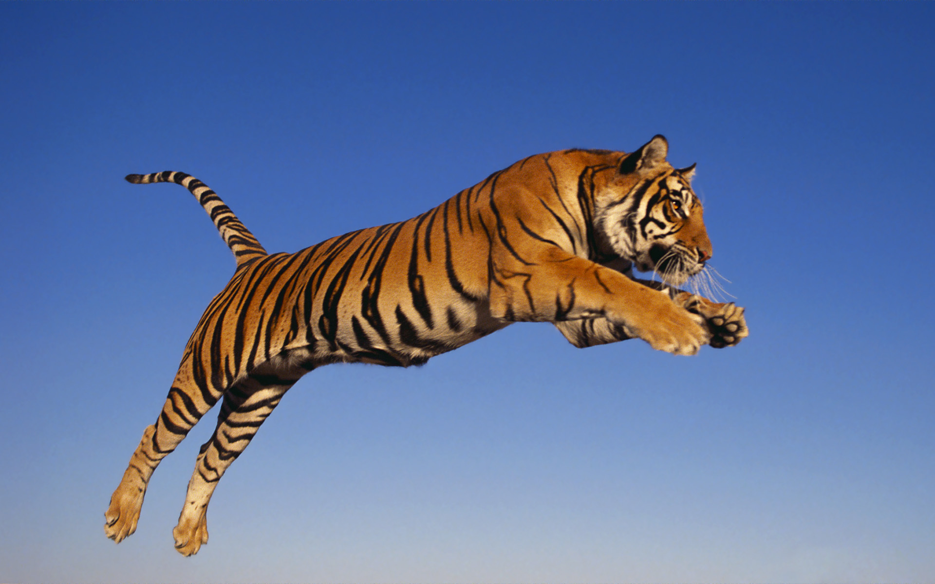 Download Free Bengal Tiger Wallpaper 