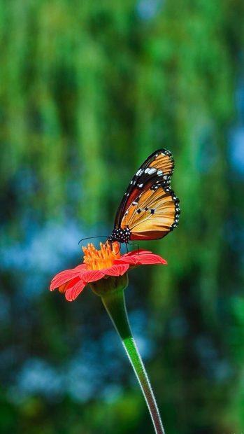 Android wallpapers Butterfly And Flower 1080x1920.