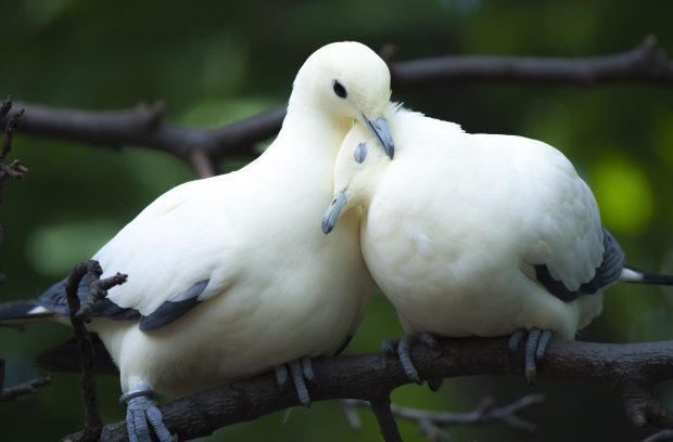 Animal Dove love bird couple cute pictures 2560x1685.