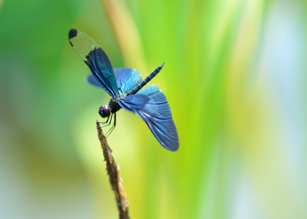 Animal hd dragonfly wallpaper.