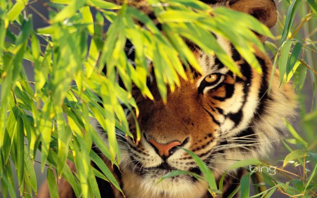 Animal tiger bing background.