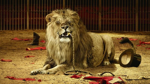 Animated lions lion circus wallpaper hd.
