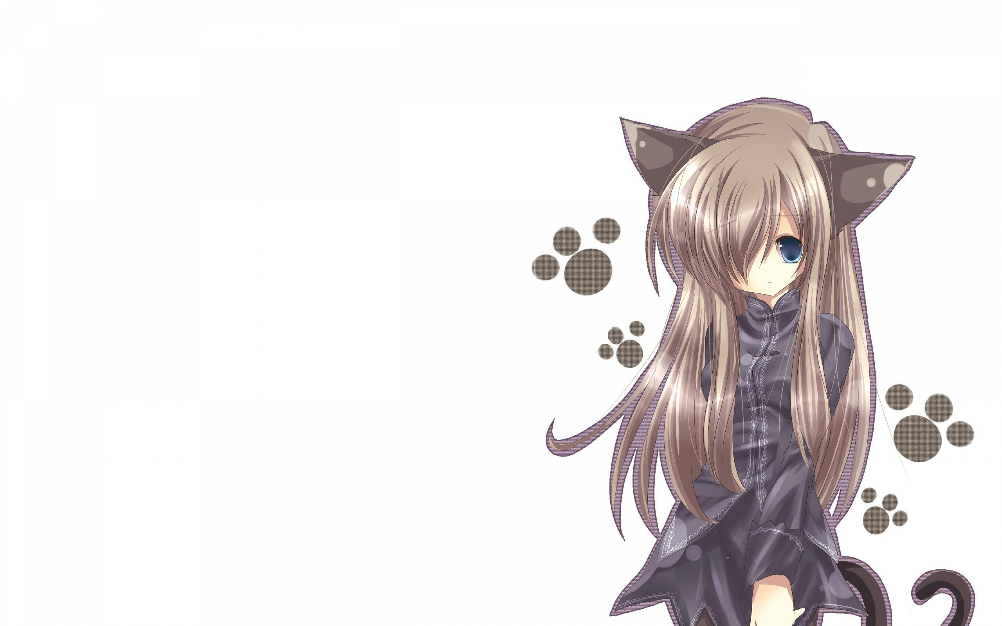 HD Anime  Cat  Background PixelsTalk Net