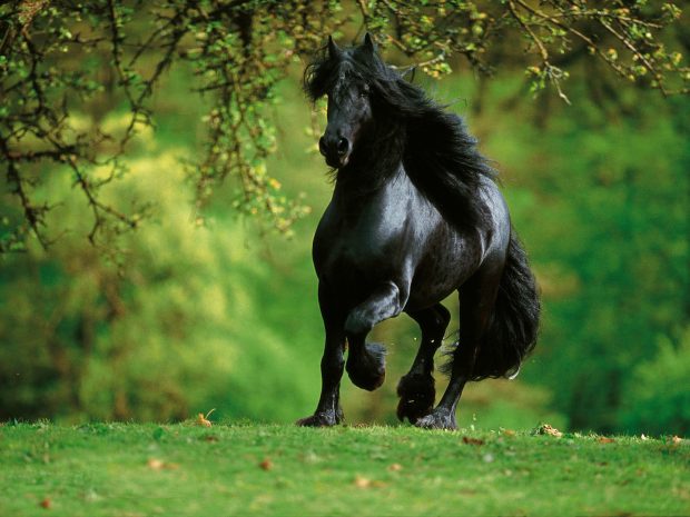 Arabian Horse Desktop Background.