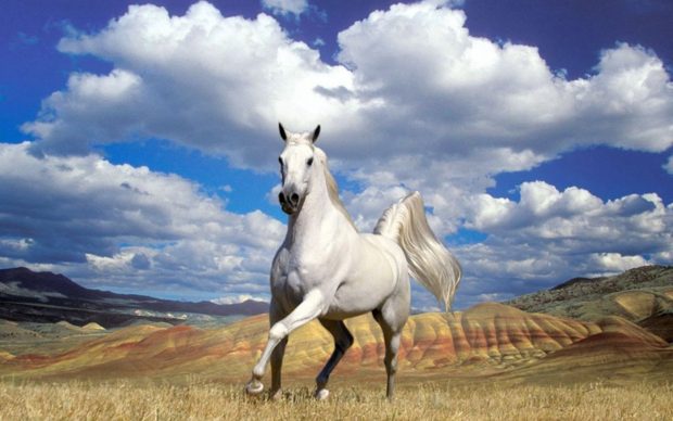 Arabian Horse Flying Background HD.