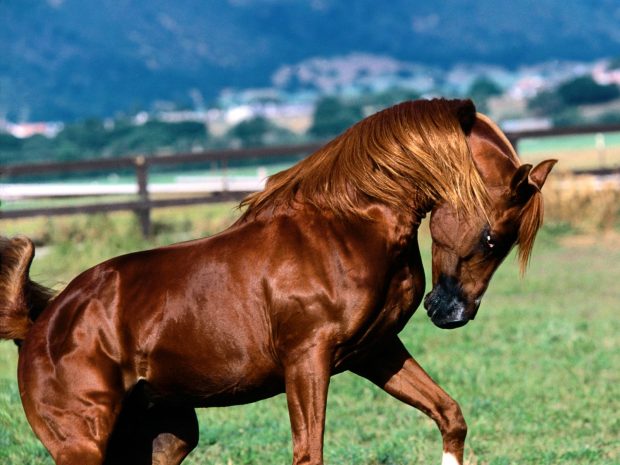 Arabian Horse HD Background.