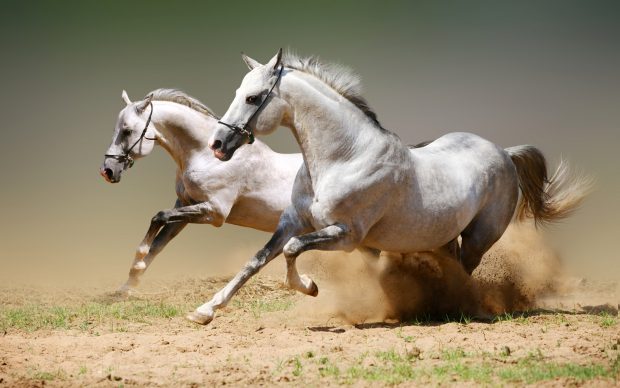 Arabian Horse HD Wallpaper.