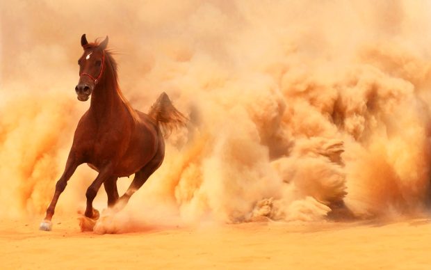 Arabian Horse Running Out of The Desert Storm Widescreen Background.