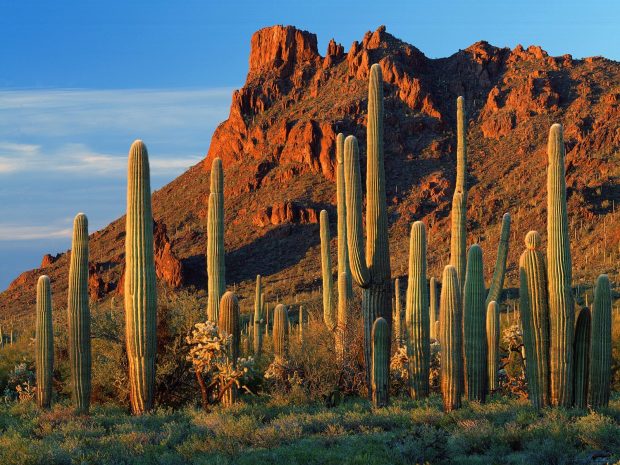 Arizona Wallpaper Widescreen.