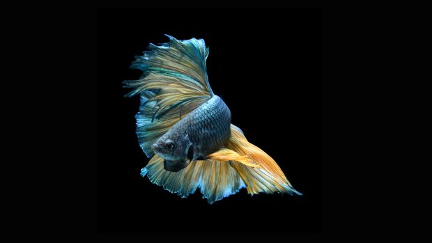 Art Images Betta Fish Download.