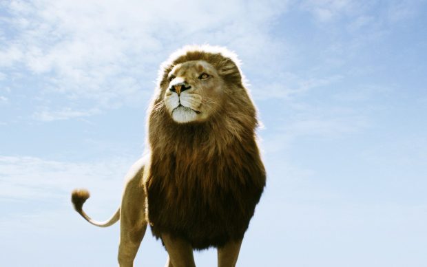 Aslan Narnia Wallpaper HD.