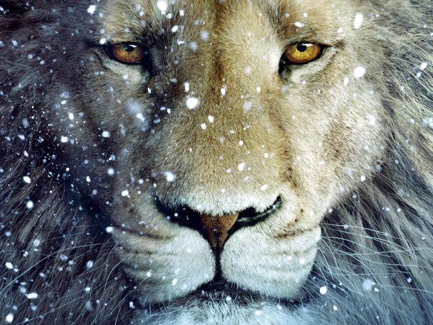 Aslan Narnia Wallpaper Widescreen.