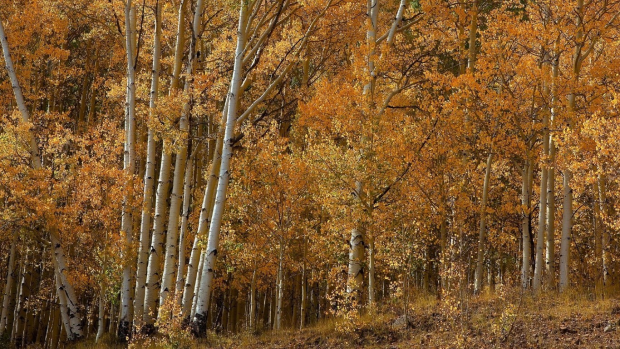 Aspen Tree Backgrounds.