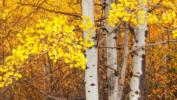 Aspen Tree Images.