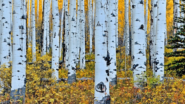 Aspen Tree Pictures.