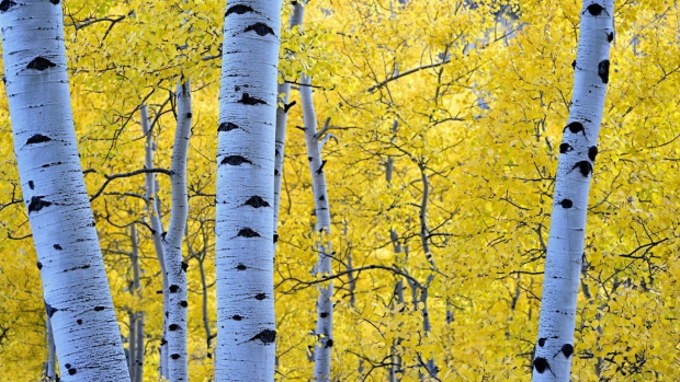 Aspen Tree Wallpapers HD Free Download.