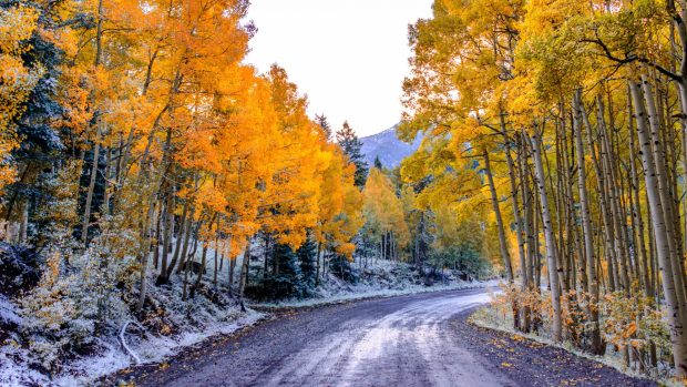 Aspen colorado usa trees fall twist 1920x1080.