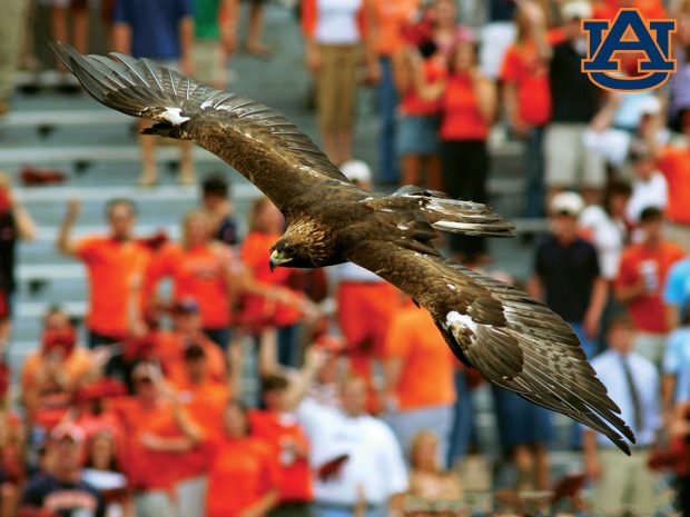 Auburn Tigers Football Background Widescreen.