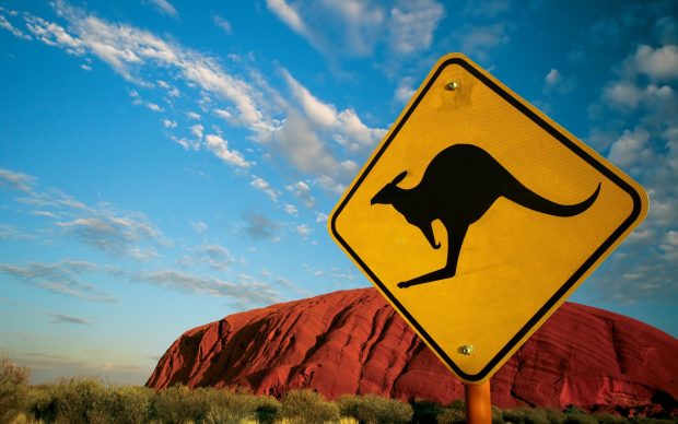 Australia scenery kangaroo wallpaper hd.