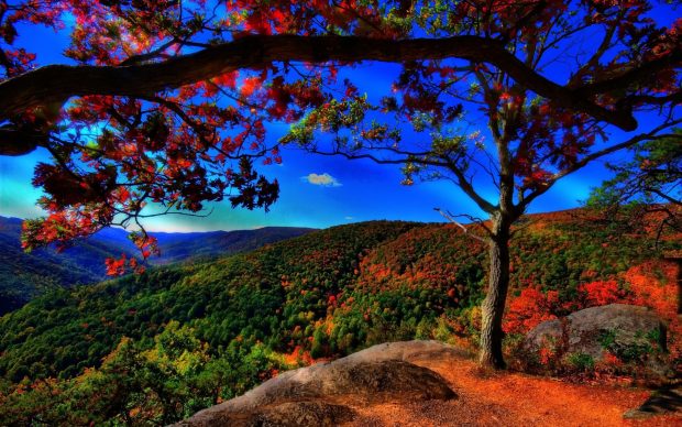 Autumn Forest Background Download Free.