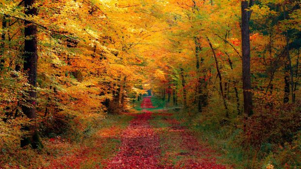 Autumn Forest Background Full HD.