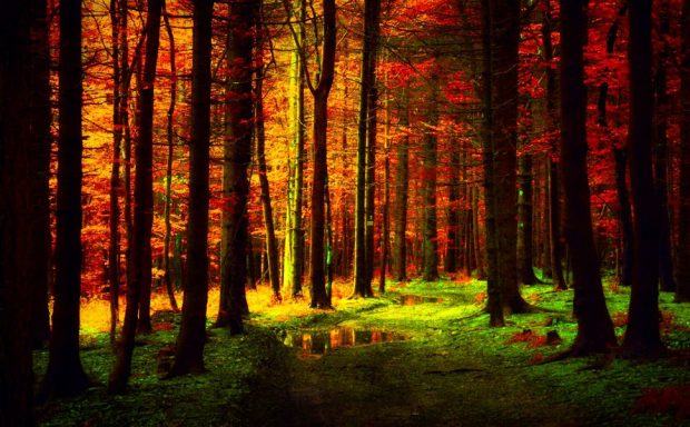 Autumn Forest Background Widescreen.