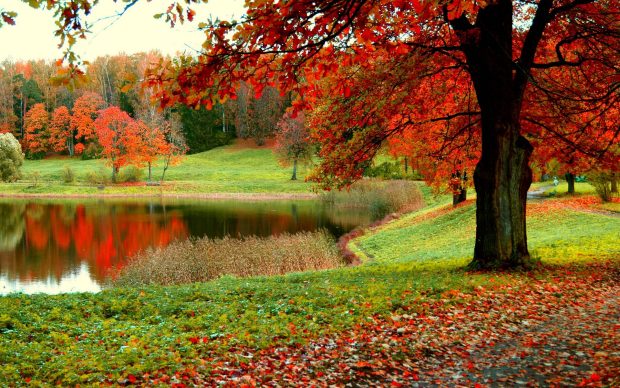 Autumn Forest Desktop Wallpaper.