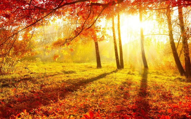Autumn Forest HD Background.
