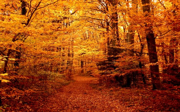 Autumn Forest HD Wallpaper.